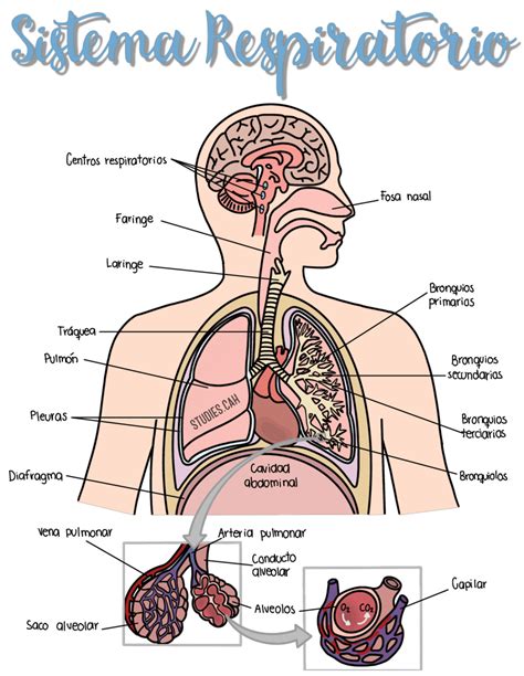 Diagrama del sistema respiratorio