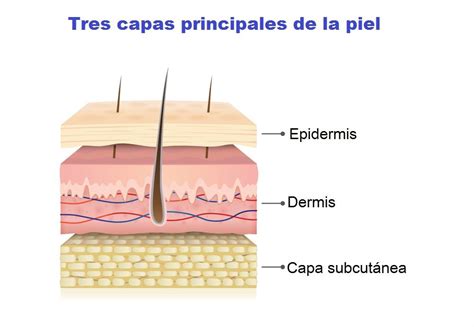 diagrama de capas de la piel con ácido hialurónico