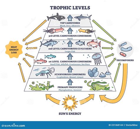 Diagrama de la cadena alimentaria acuática