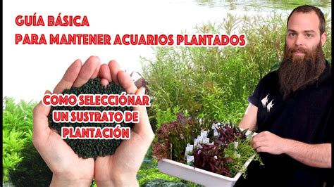 Detalle de sustrato ADA con plantas acuáticas