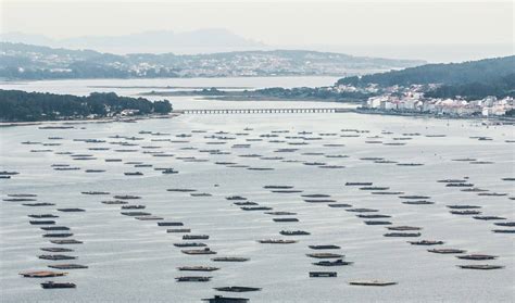 Bateas de mejillones en la ría de Arousa