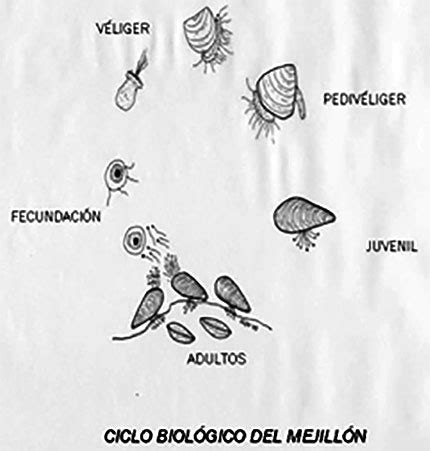 Diagrama del ciclo de vida del mejillón
