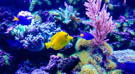 Acuario con agua cristalina y peces sanos