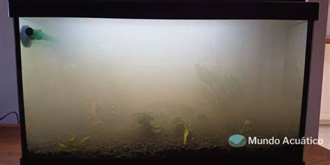 Diagrama mostrando las causas comunes de turbidez en un acuario