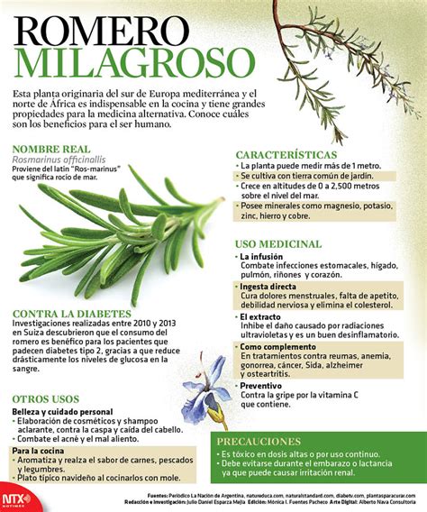 Infografía detallando los beneficios para la salud de la infusión de romero