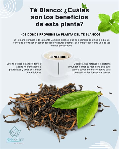 Hojas de té blanco jóvenes y yemas
