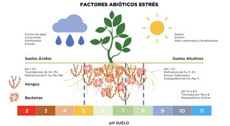 Diagrama mostrando el efecto de los antioxidantes en las células de la piel