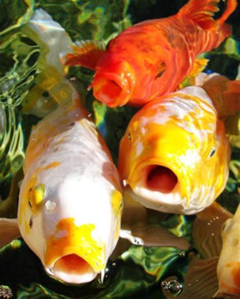 Pez boqueando en la superficie de un acuario