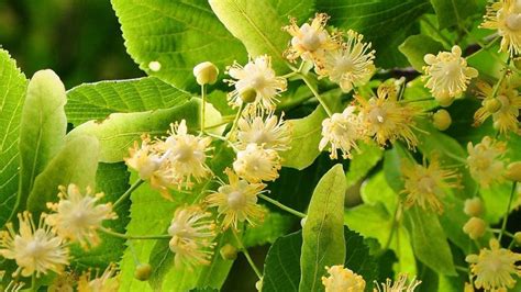 Flor de tilo detallada