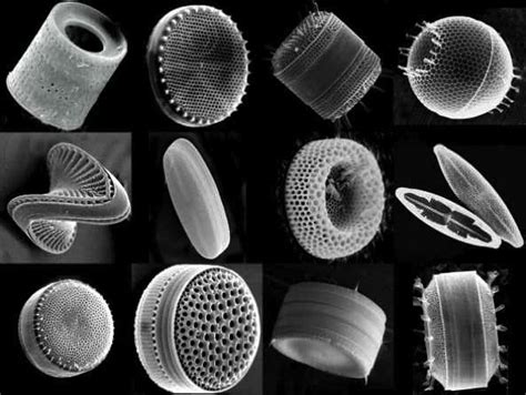 Estructura microscópica de diatomeas
