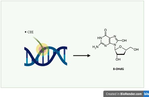 Diagrama del ciclo del radical hidroxilo