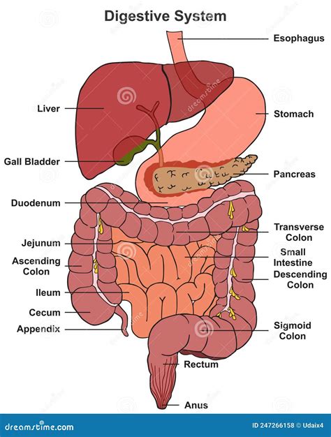 Diagrama del sistema digestivo humano