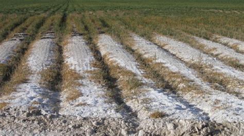 Cultivos en invernadero sufriendo por salinidad