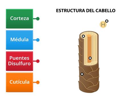 Diagrama de la estructura del cabello y cómo la mascarilla actúa en él