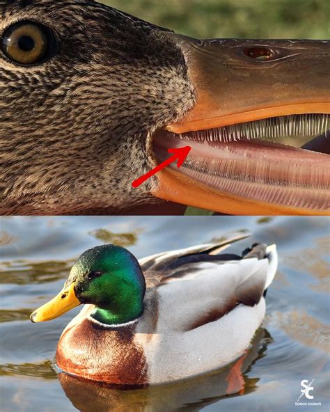 Anatomía del pico de un pato con lamelas