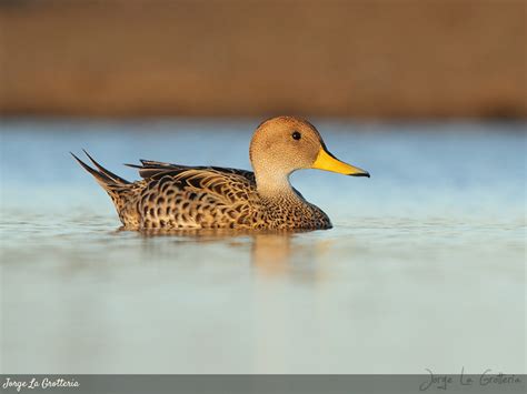 Pato maicero (Anas georgica)