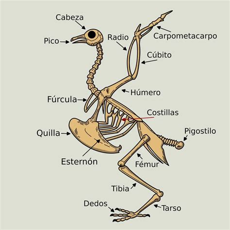 Esqueleto de un ave Anseriforme