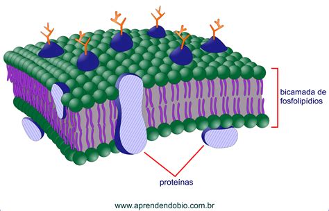 Estructura molecular de una membrana de poliamida