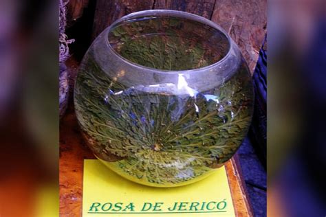 Rosa de Jericó en estado latente y revivida