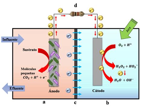 Diagrama de una celda microbiana electroquímica mostrando bacterias transfiriendo electrones