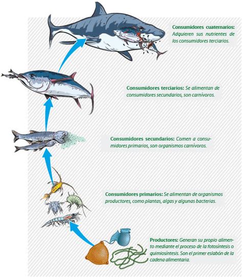 Diagrama de la cadena alimentaria acuática y cómo la turbidez la afecta
