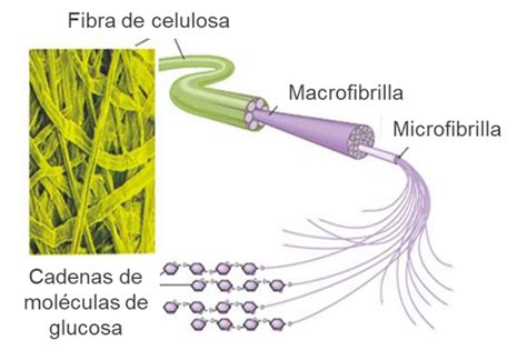 Fibras de celulosa en un microscopio