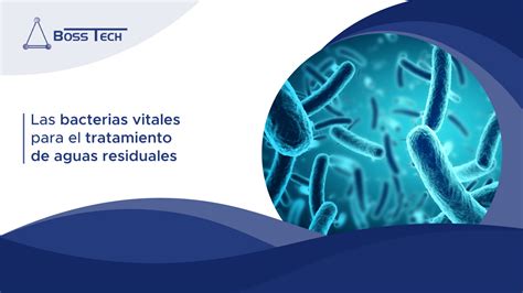 Micrografía de bacterias que participan en el tratamiento de aguas residuales