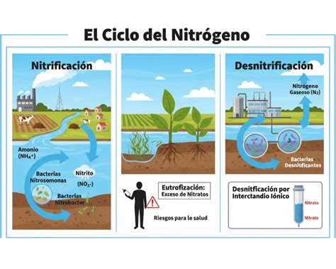 Diagrama de los procesos de nitrificación y desnitrificación