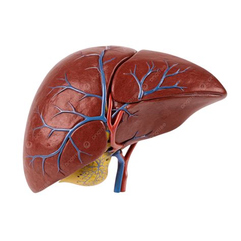 Ilustración de un hígado humano con sus venas y arterias