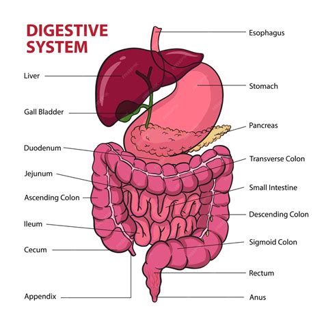 Ilustración esquemática del sistema digestivo humano