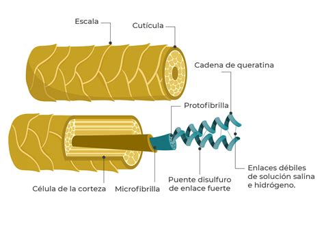 Estructura del cabello y penetración de la keratina vegetal