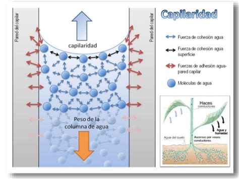 Ilustración del ensayo de Tiempo de Capilaridad (CST)