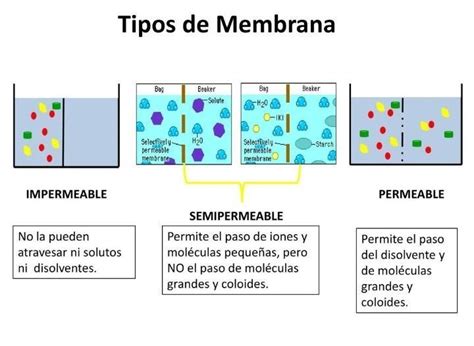 Esquema de una membrana semipermeable