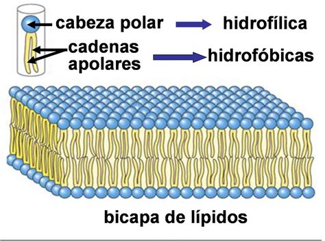 Diagrama de un filtro bicapa con sus capas de carga