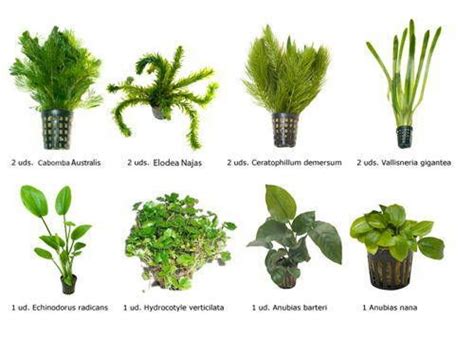 Representación visual de un acuario plantado con diferentes tipos de plantas y peces