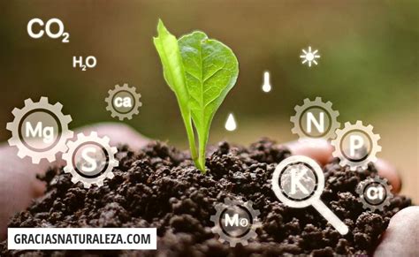 Diagrama que muestra la influencia de la luz, CO2 y nutrientes en el crecimiento de las plantas acuáticas