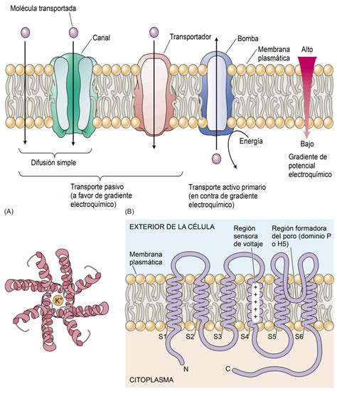 Diagrama comparativo de membranas de CA y PA