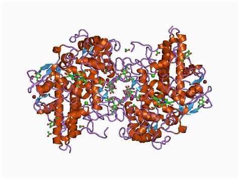 Estructura molecular de la mieloperoxidasa