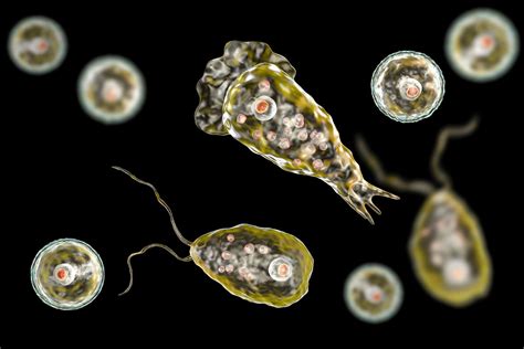 Microscopio mostrando Naegleria fowleri