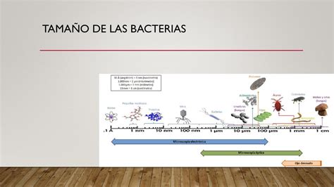 Infografía comparando el tamaño de diferentes partículas (arena, polen, cabello humano, bacterias) con el umbral de filtración de 50 micras.