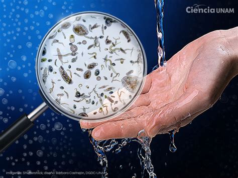 Microorganismos patógenos en agua