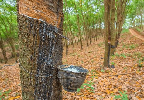 Ilustración de un árbol de caucho (Hevea brasiliensis)