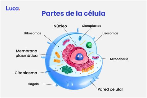 Diagrama que muestra la estructura celular de un microorganismo siendo atacada por hipoclorito de sodio