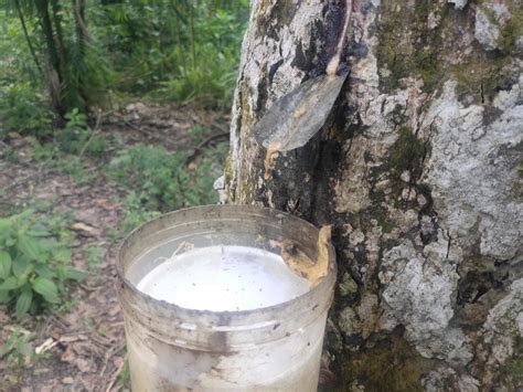 Proceso de extracción de savia de árbol de caucho