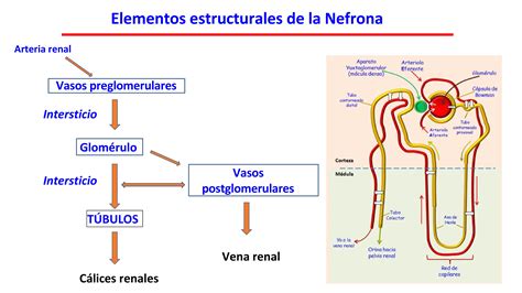 Diagrama de una nefrona renal mostrando el asa de Henle