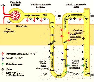Infografía del mecanismo de contracorriente en el asa de Henle