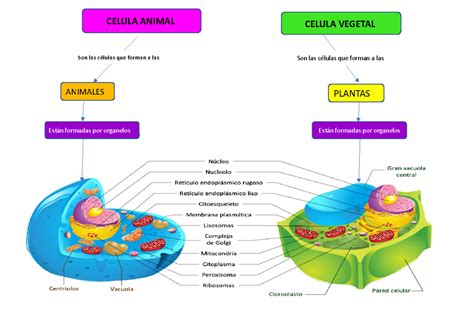 Diagrama de células vegetales y animales en solución hipertónica