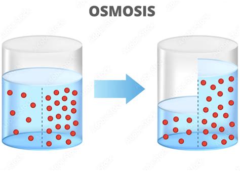 Resultados de experimentos de difusión y ósmosis con diferentes sustancias