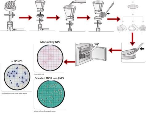Esquema del proceso de filtración por membrana para análisis microbiológico