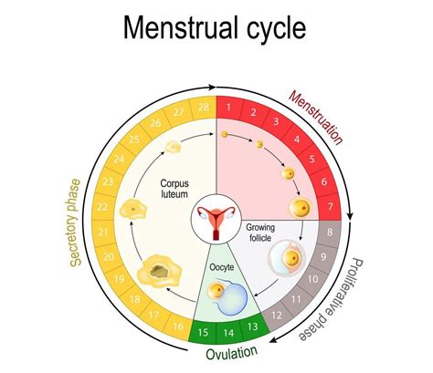 Diagrama del ciclo menstrual
